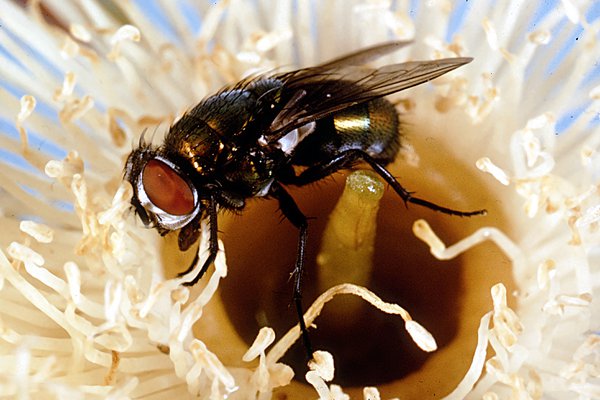 Lucilia cuprina