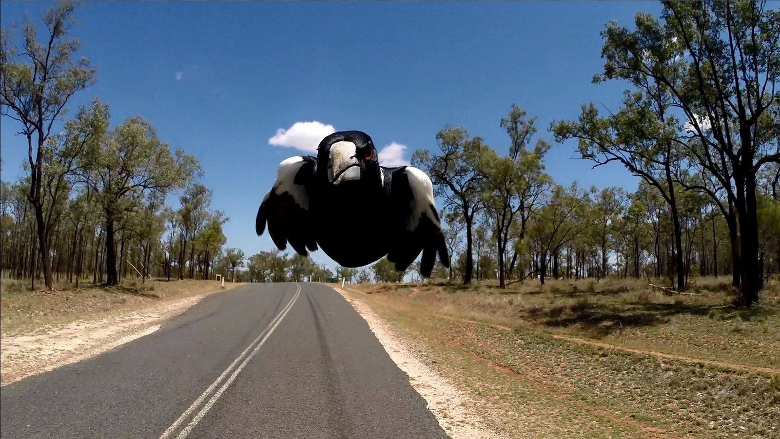 Swooping magpie