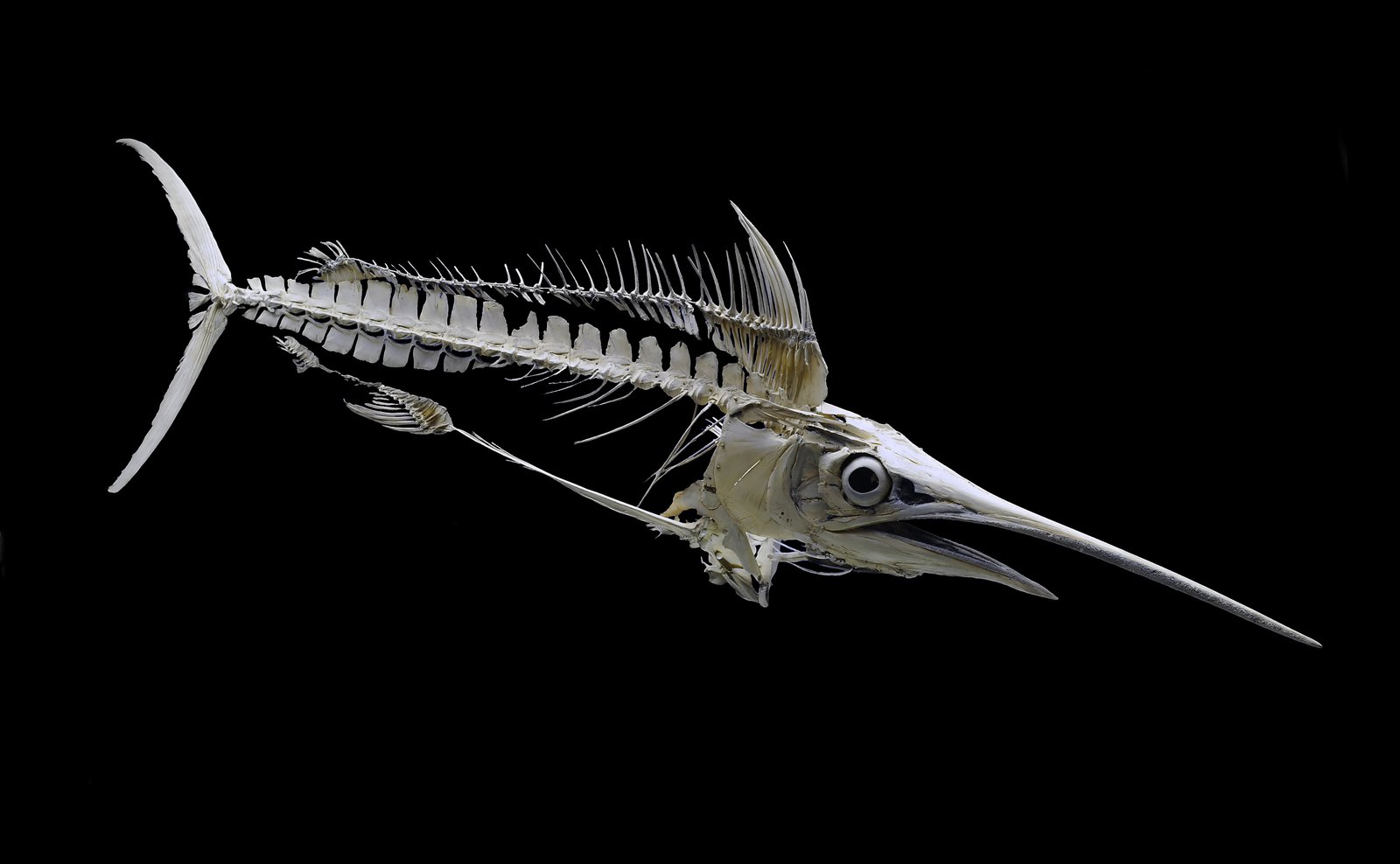 Marlin skeleton