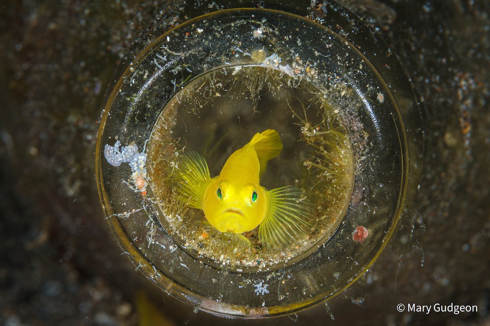 Goby in a Bottle by Mary Gudgeon, Western Australia