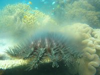 Mass spawning of crown-of-thorns starfish