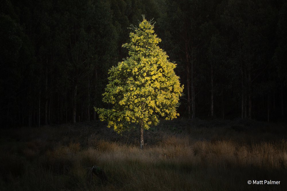 The Wattle Tree by Matt Palmer, Victoria