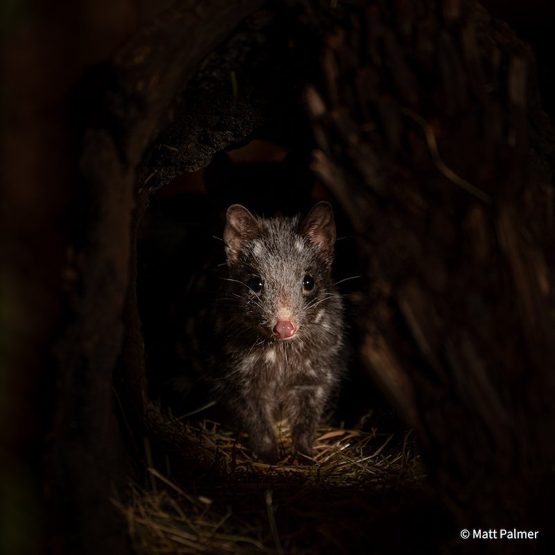 Shy Quoll by Matt Palmer, Victoria