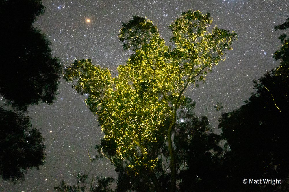 Tree of Life by Matt Wright, Queensland
