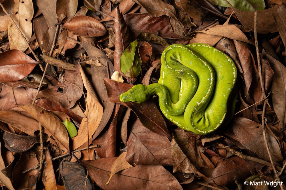 Green tree python, Morelia viridis