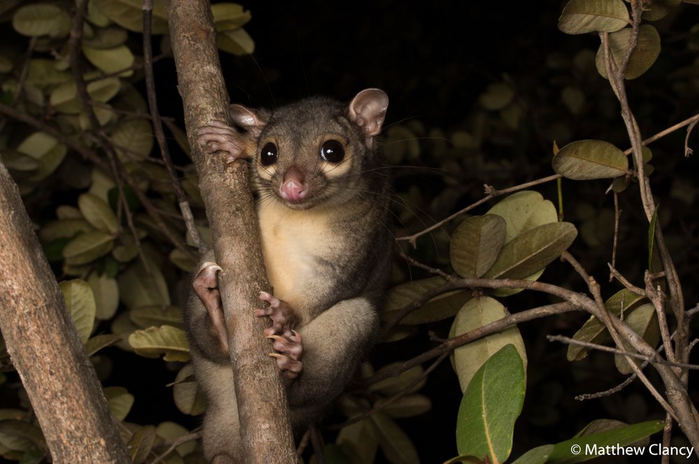 Scaly-tailed possum, Wyulda squamicaudata
