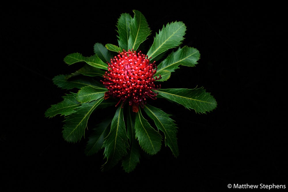 Waratah, Telopea speciosissima