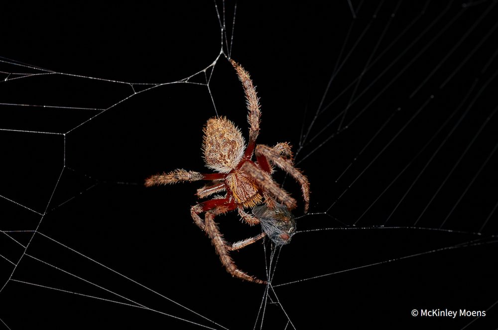 Dinner Time by McKinley Moens, New South Wales