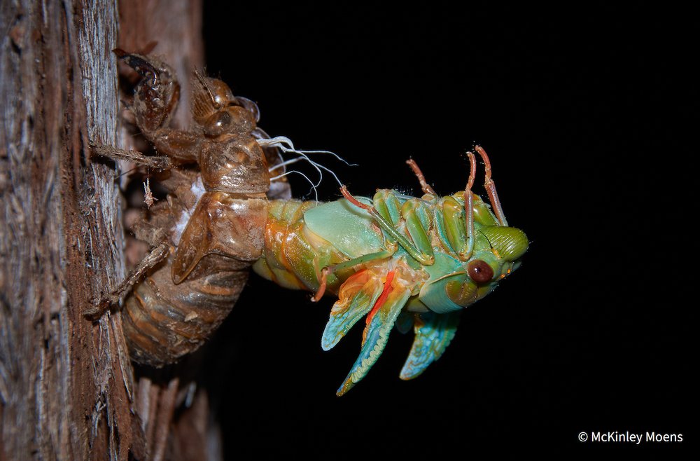Emerging by McKinley Moens, New South Wales
