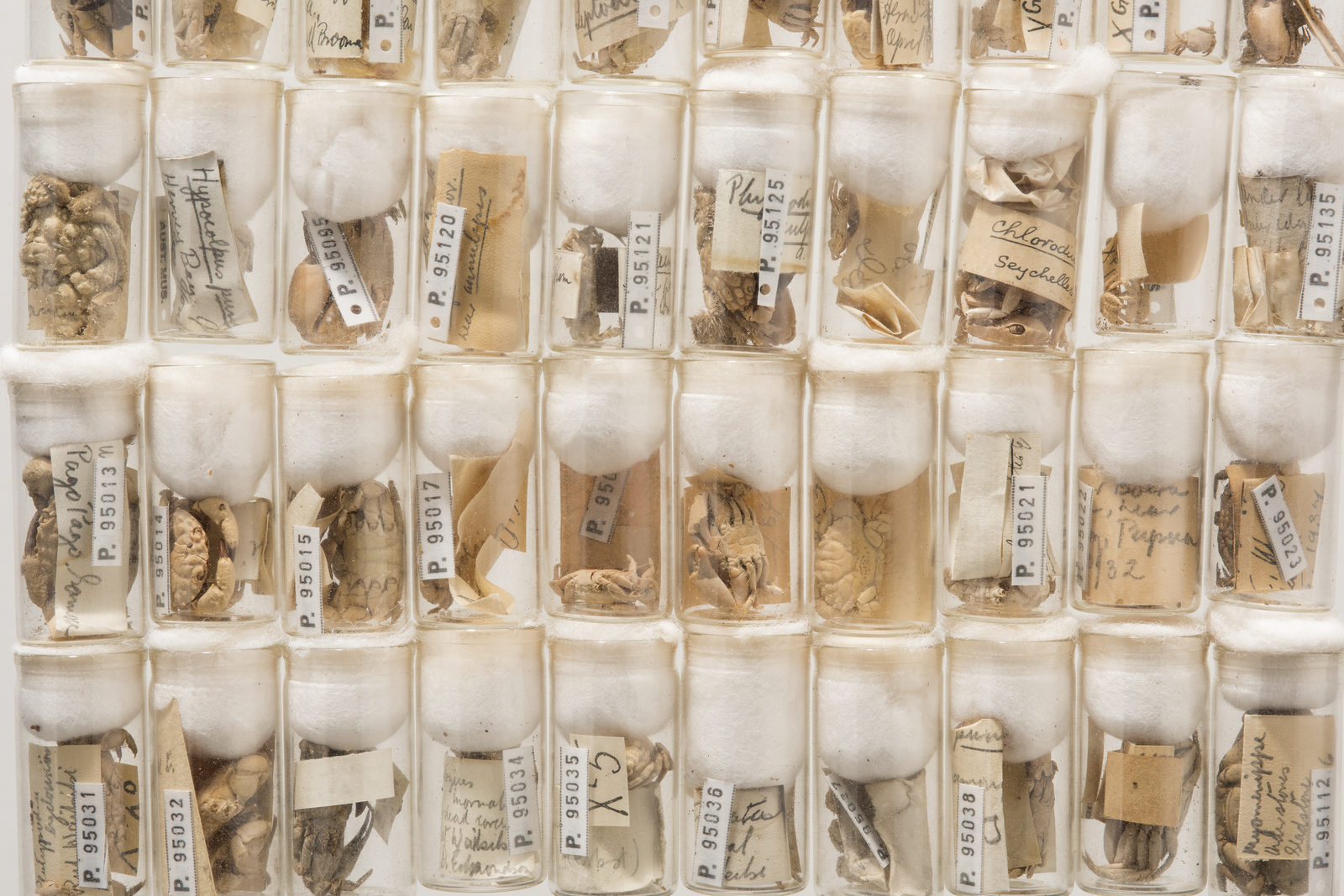 Rows of small glass specimen tubes containing preserved crab specimens with handwritten labels.