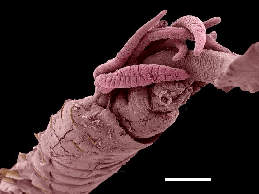Melinnopsis gardelli anterior end, coloured SEM image. Sue Lindsay at Macquarie University bioimaging lab. Scale bar 1 mm.