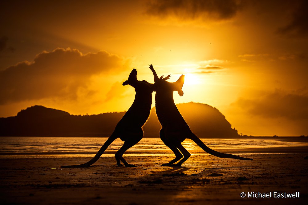Dance at Dawn by Michael Eastwell, United Kingdom