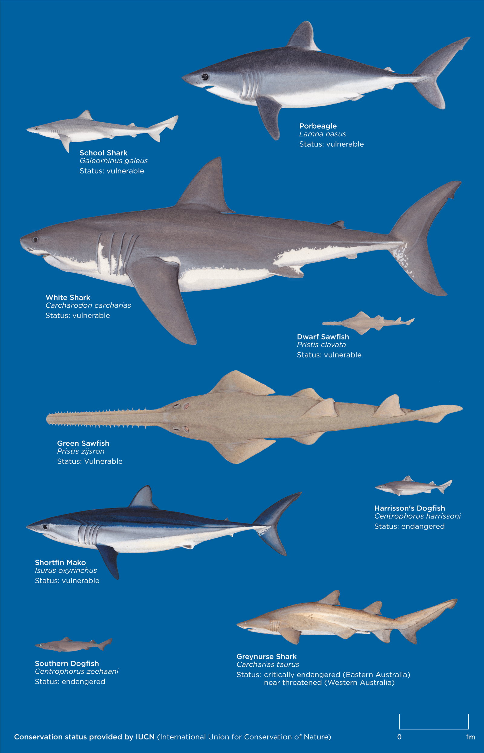 Different Types Of Sharks In Australia