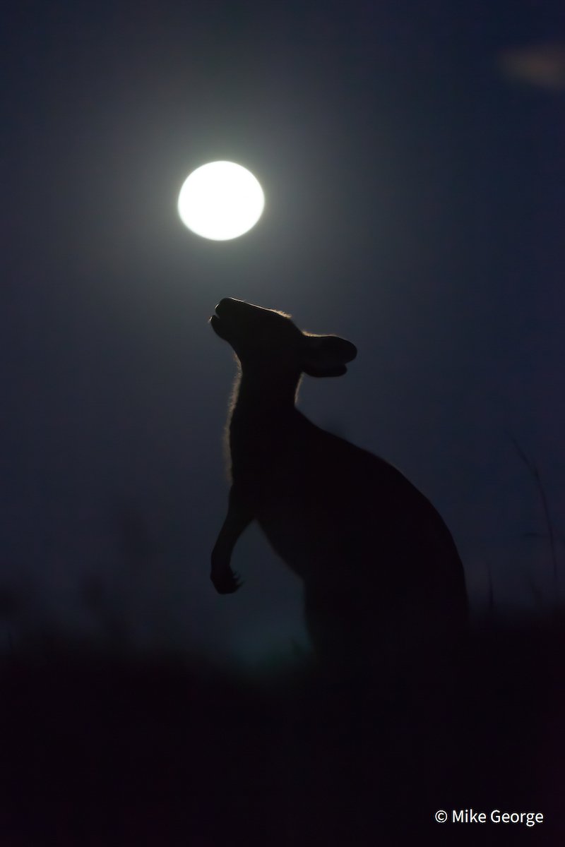 Howling at the moon by Mike George, New South Wales
