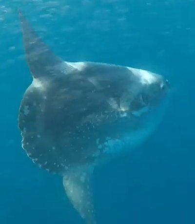 Hoodwinker Sunfish, Mola tecta Nyegaard et al 2017 - The Australian Museum
