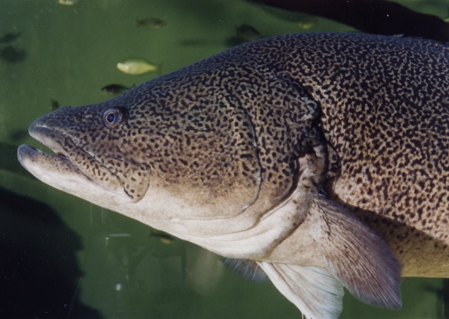 Murray Cod Maccullochella Peelii Mitchell 1838 The Australian Museum