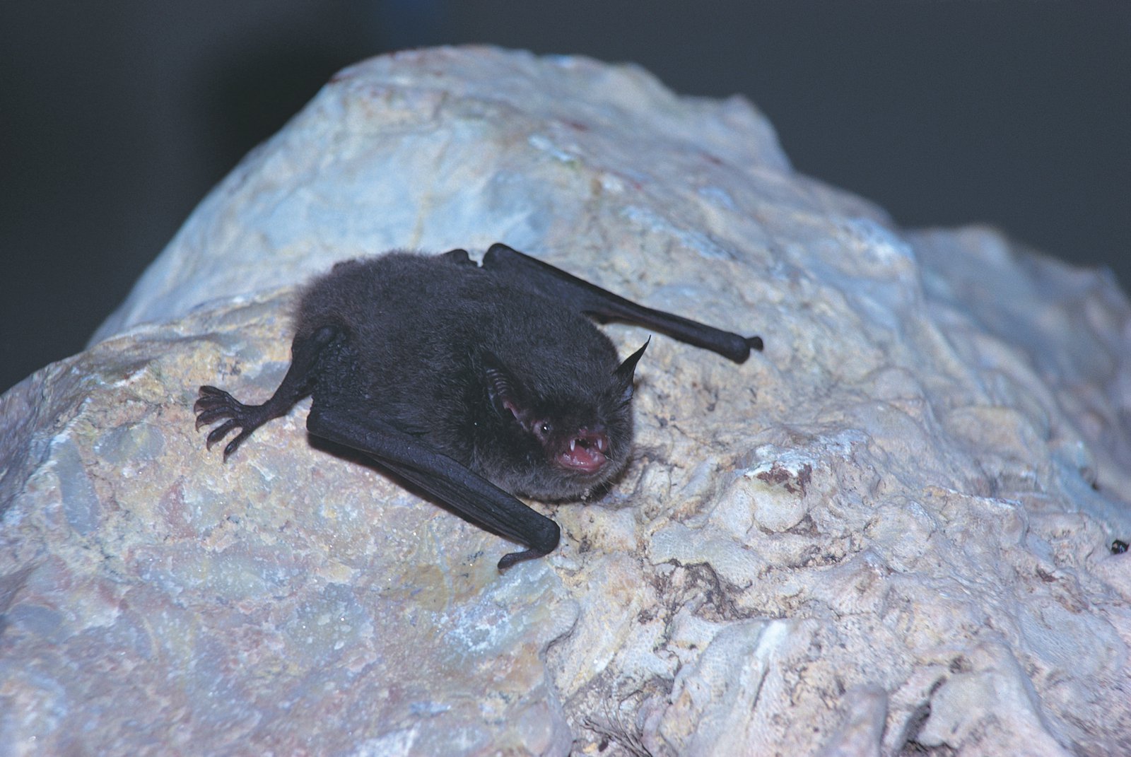 Fishing Bats - The Australian Museum