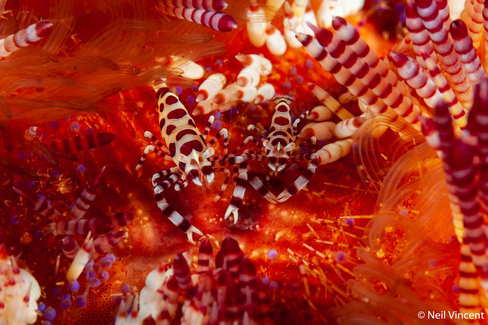 Saltwater shrimp, Periclimenes colemani