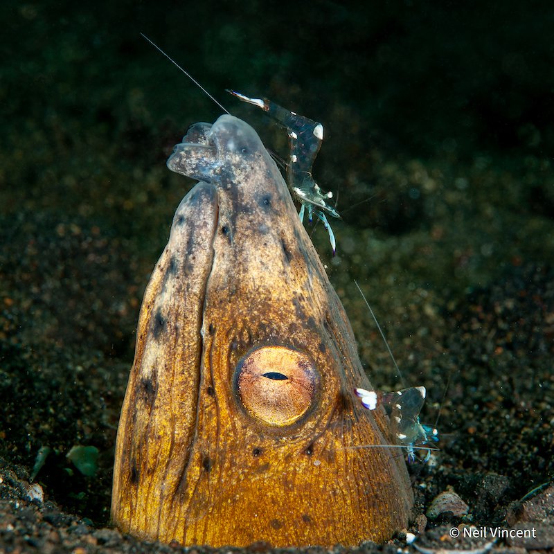Snake Eel by Neil Vincent, New South Wales