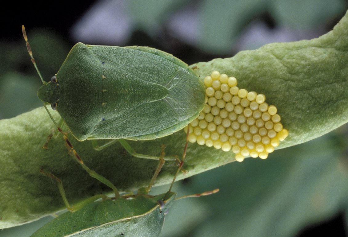 stink bug life cycle australia