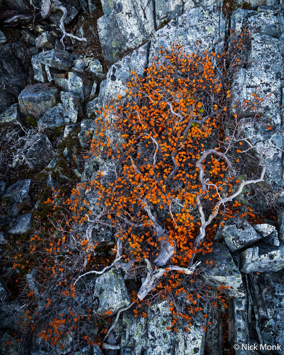 Nothofagus gunnii
