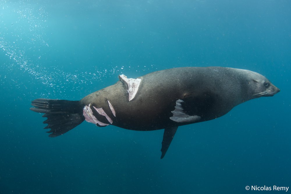Australian sea lion, Neophoca cinerea