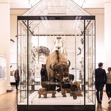 The American Bison is the largest land animal in North America and once roamed the continent in millions.