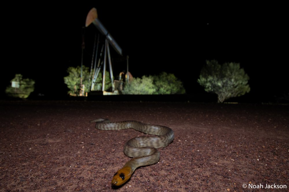 Woma python, Phyllurus platurus