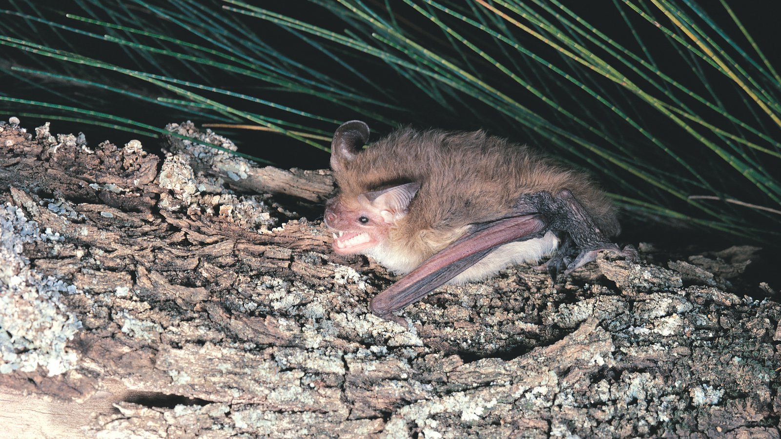 Gould's Long-eared Bat, Nyctophilus gouldii