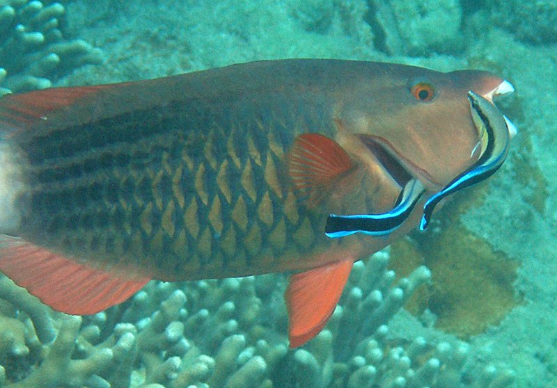 A pair of bluestreak cleaner wrasse Labroides dimidatus (aka Common Cleanerfish) attending a Parrotfish Scarus frenatus