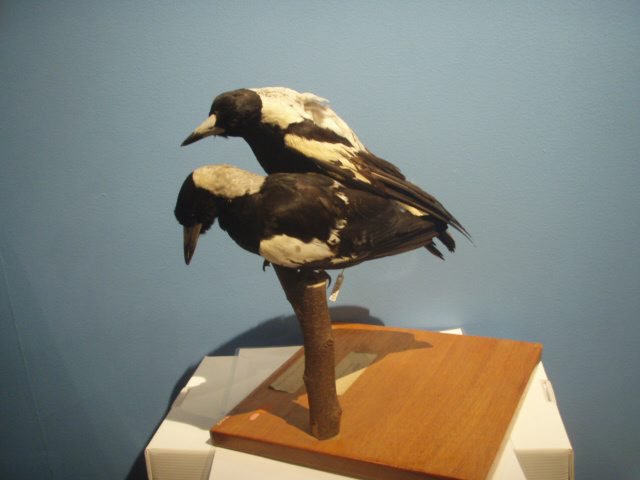 Magpies at the Australian Museum