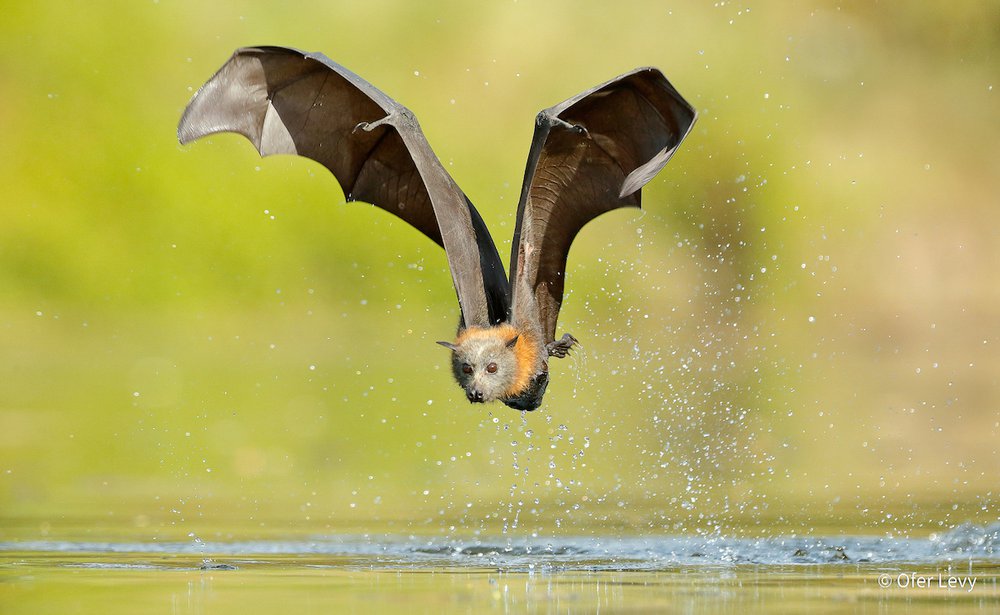 Cooling down by Ofer Levy, New South Wales
