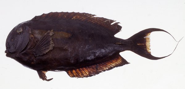 Orangeband Surgeonfish, Acanthurus olivaceus IB.6315 oldest fish