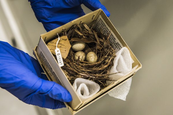 Ornithology Collection Area 2018