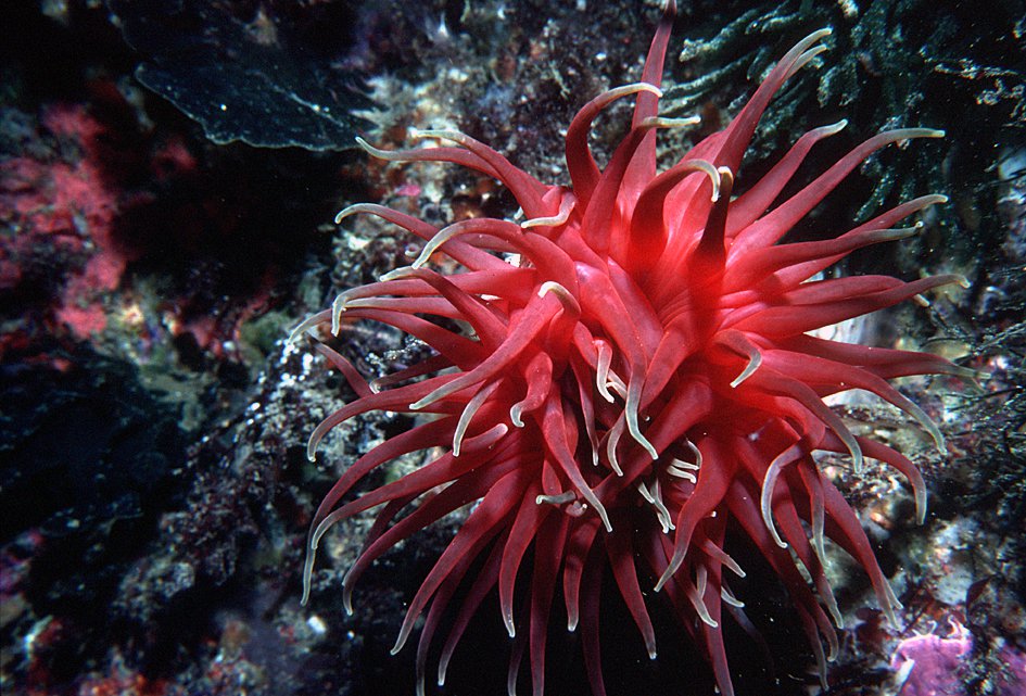 Oulactis mucosa