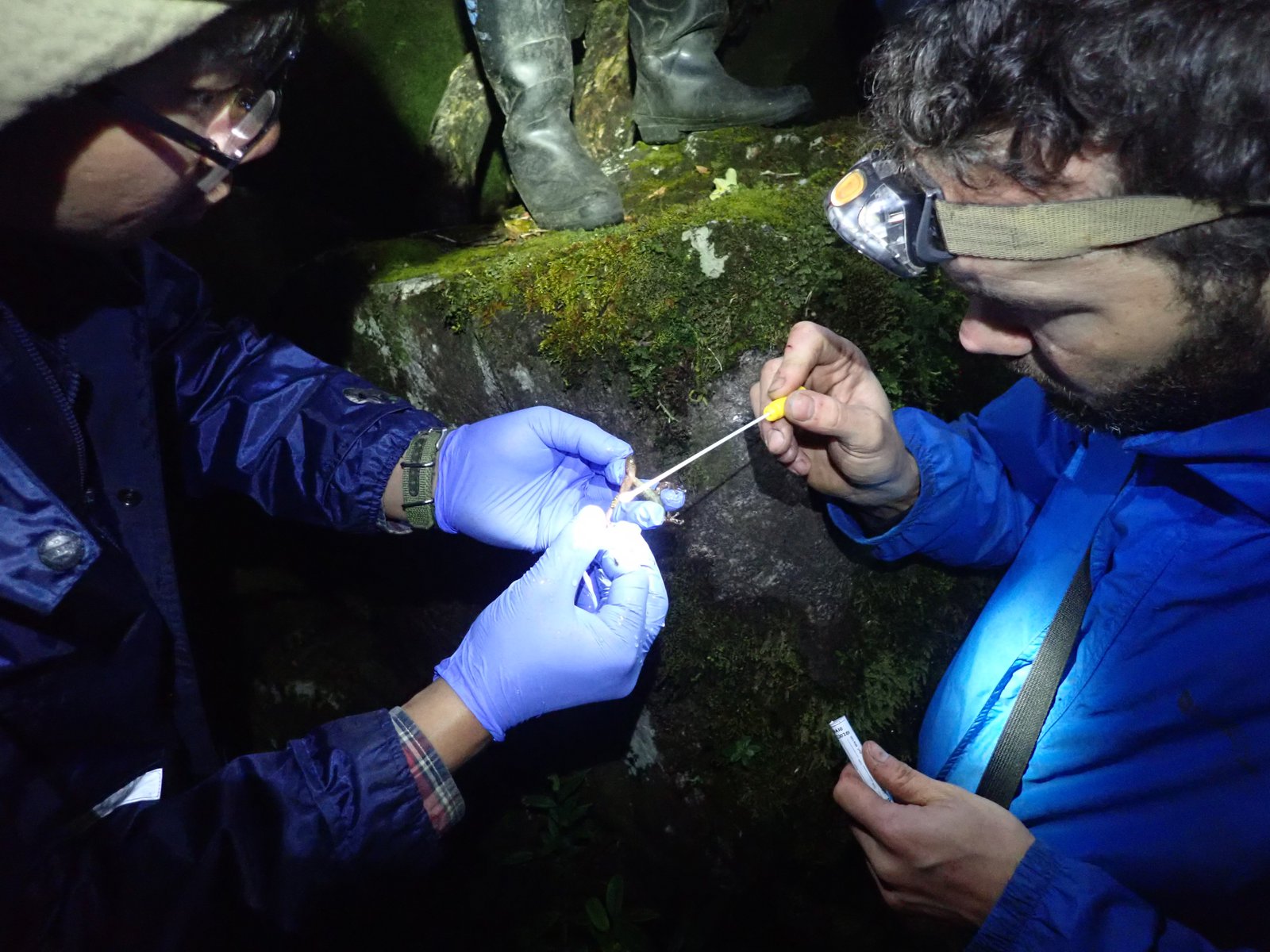 The team swabs a frog for Bd and Bsal infection. Hoang Lien Range, Vietnam