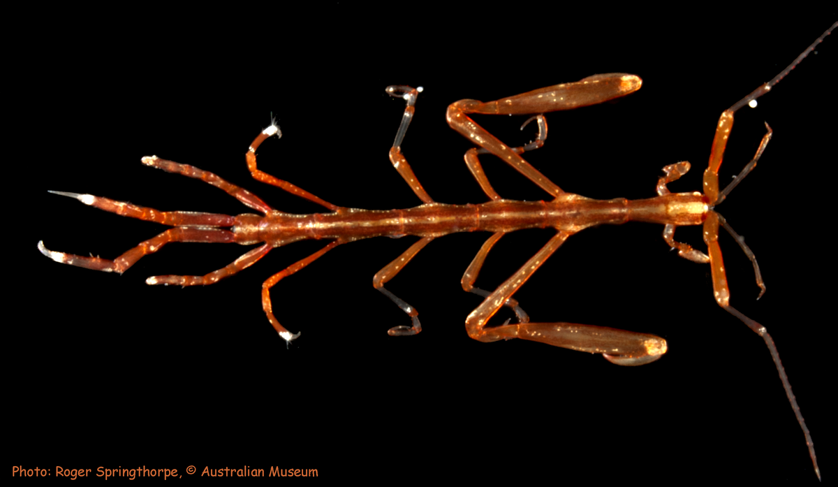 Related species of skeleton shrimp from Australia and Far East Asia The Australian Museum Blog