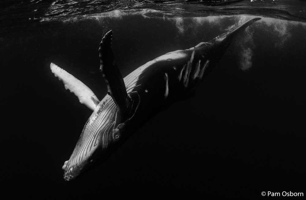 Humpback whale, Megaptera novaeangliae