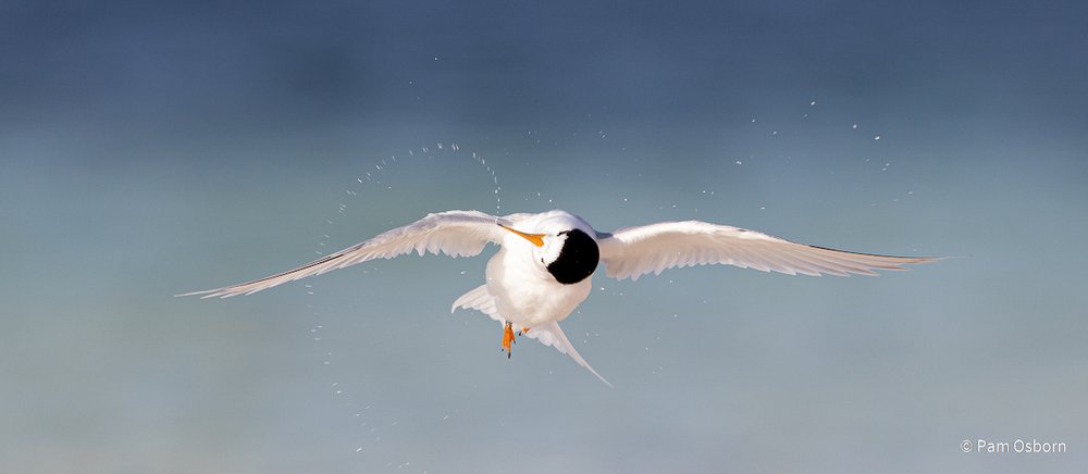 Fairy Tern Shakedown by Pam Osborn, Western Australia