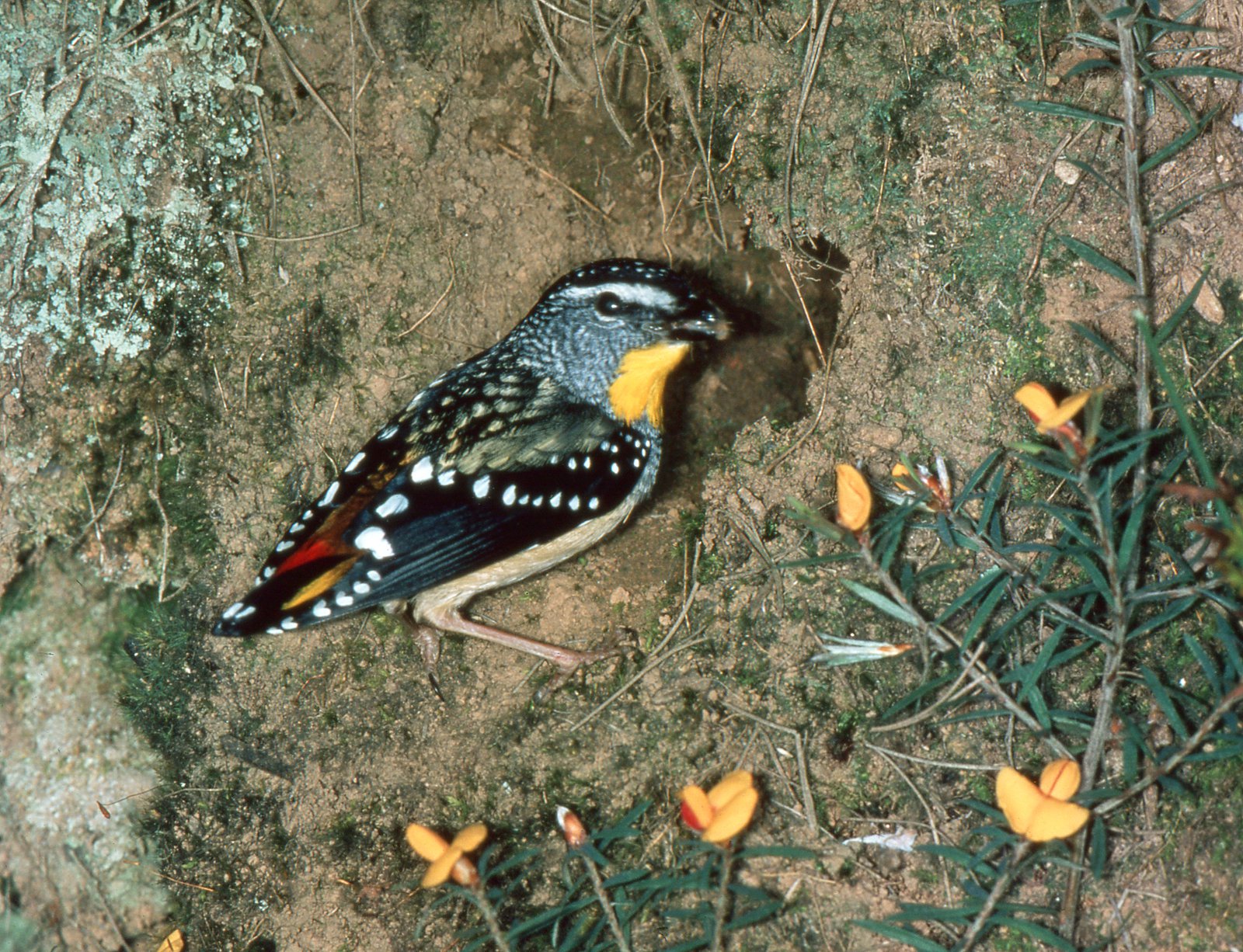 Pardalotus punctatus
