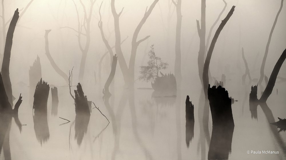 Swamp Secrets by Paula McManus, South Australia