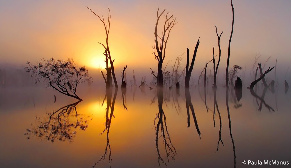 Mullinger swamp