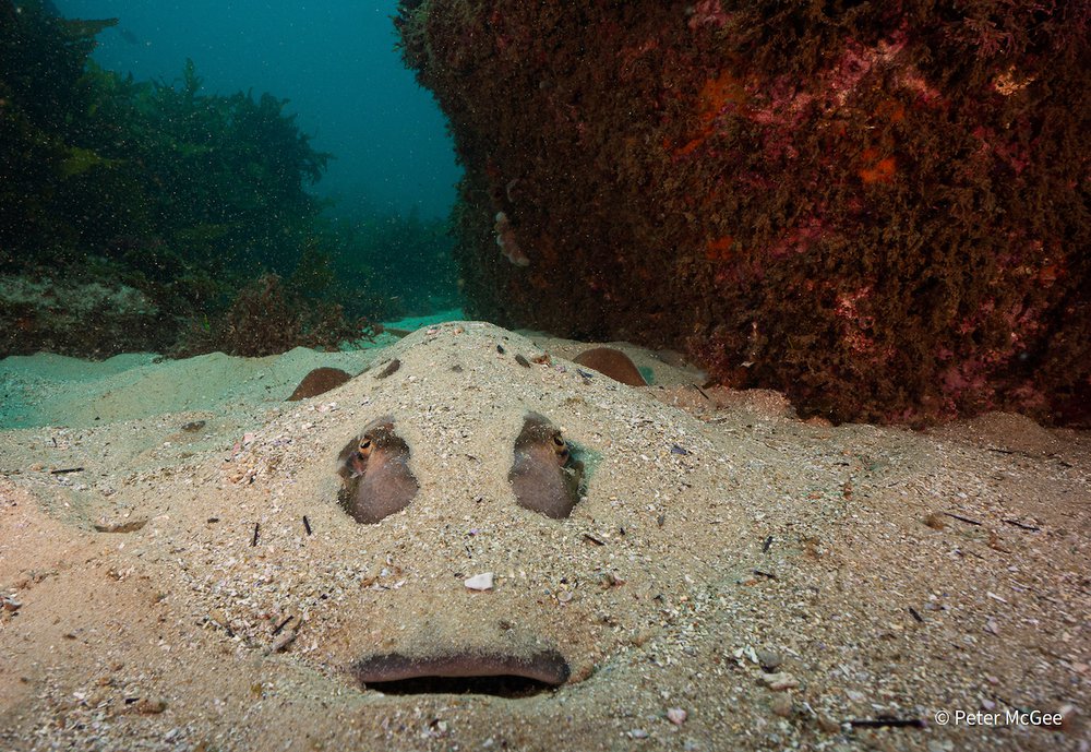 Masked Hero by Pete McGee, New South Wales