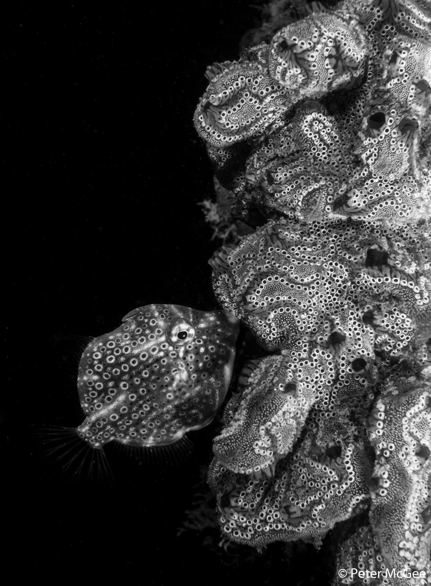 Souther pygmy leatherjackets, Brachaluteres jacksonianus