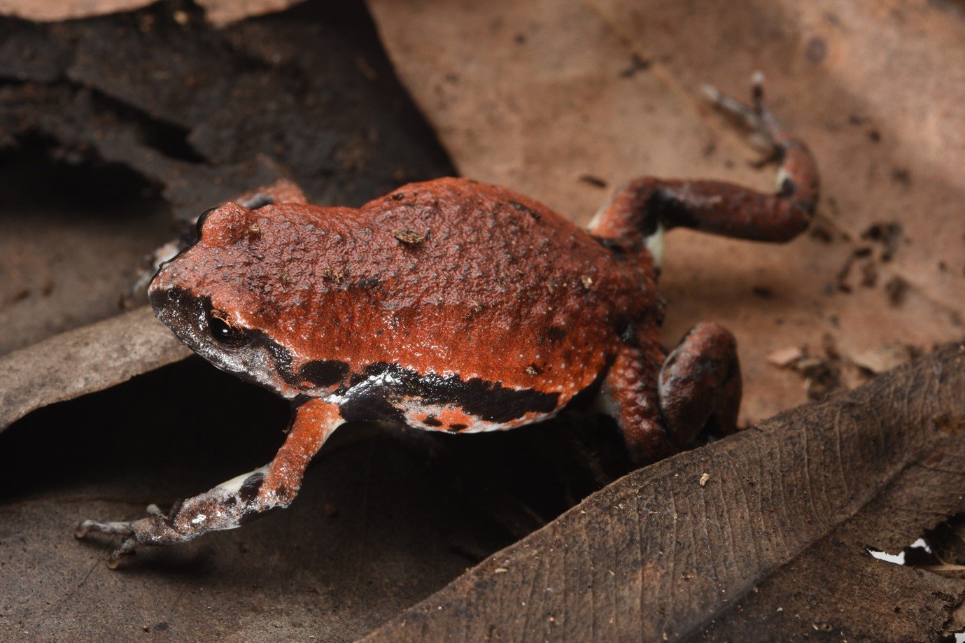 The small and cryptic Red-backed toadlet (Pseudophryne coriacea) near Kiwarrak State Forest, New South Wales.