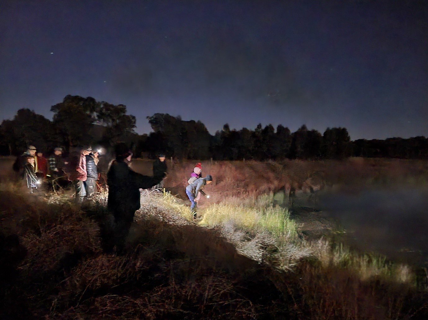 FrogID users out at night to record frogs, including the Endangered Sloane’s Froglet (Crinia sloanei) with the FrogID app.