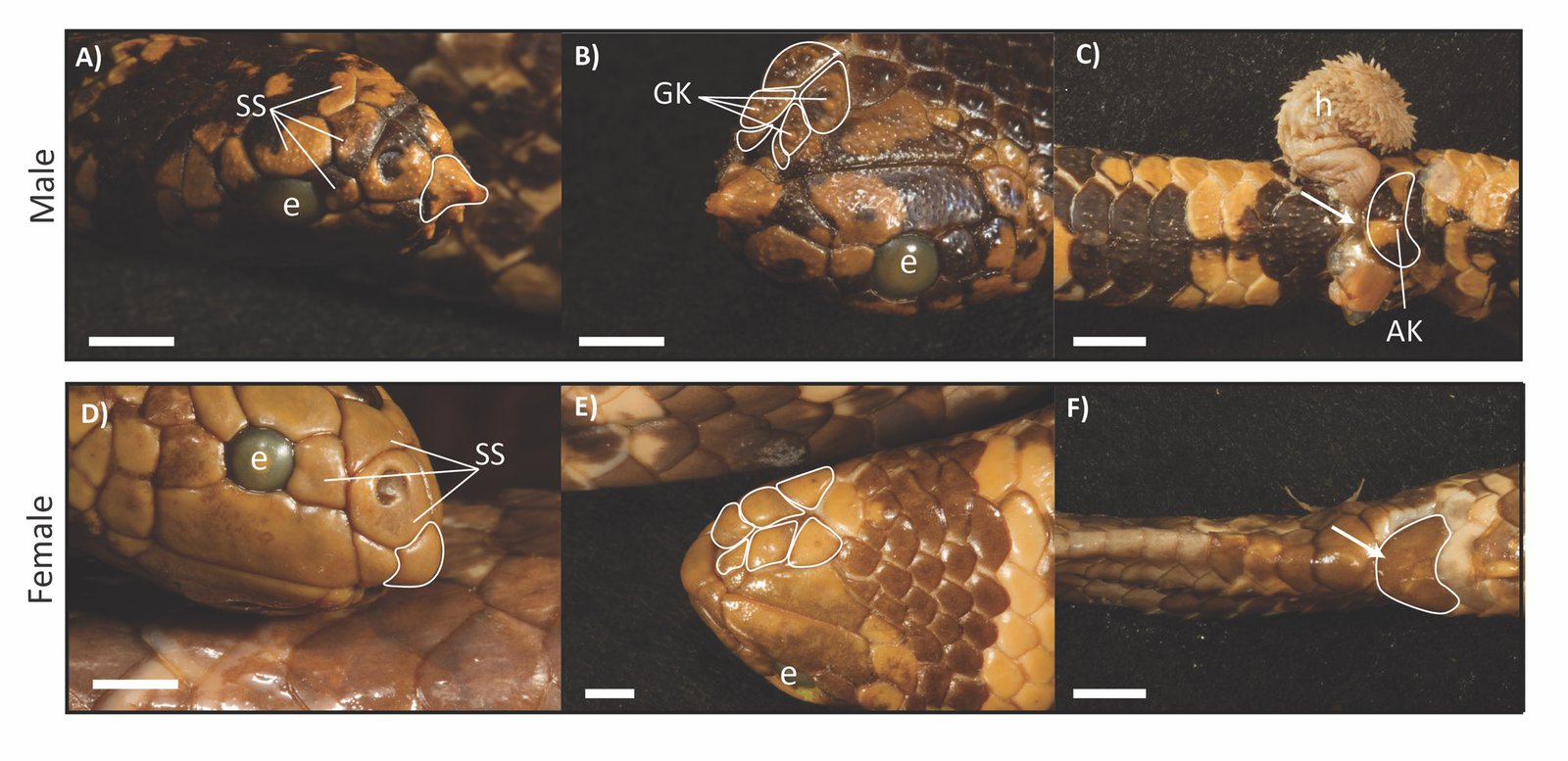 Comparison of male and female turtle-headed sea snakes. Males have A) a rostral spine, B) enlarged genial knobs (GK), and C) anal knobs (AK). Males also have A) larger scale receptors (SS). H = hemipene, which is a male reproductive organ