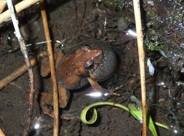 Common eastern froglet (<i>Crinia signifera</i>) calling.