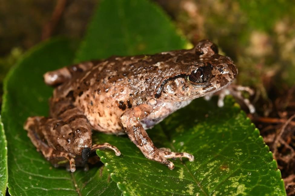 A female of the new species, Mount Pu Ta Leng leaf-litter frog (Leptobrachella graminicola).