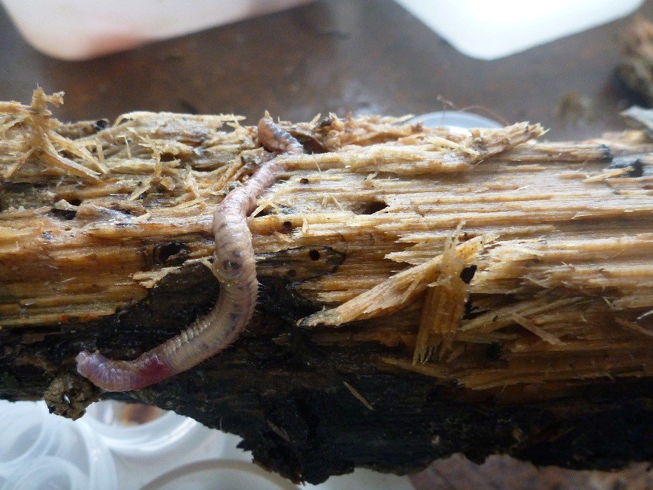 Live specimen of Marphysa papuaensis, in dead wood.